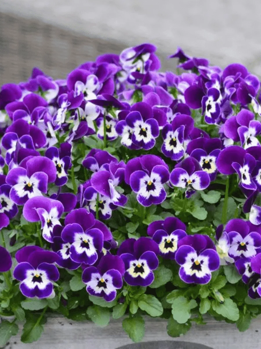 Виола рогатая  Sorbet XP Purple Face