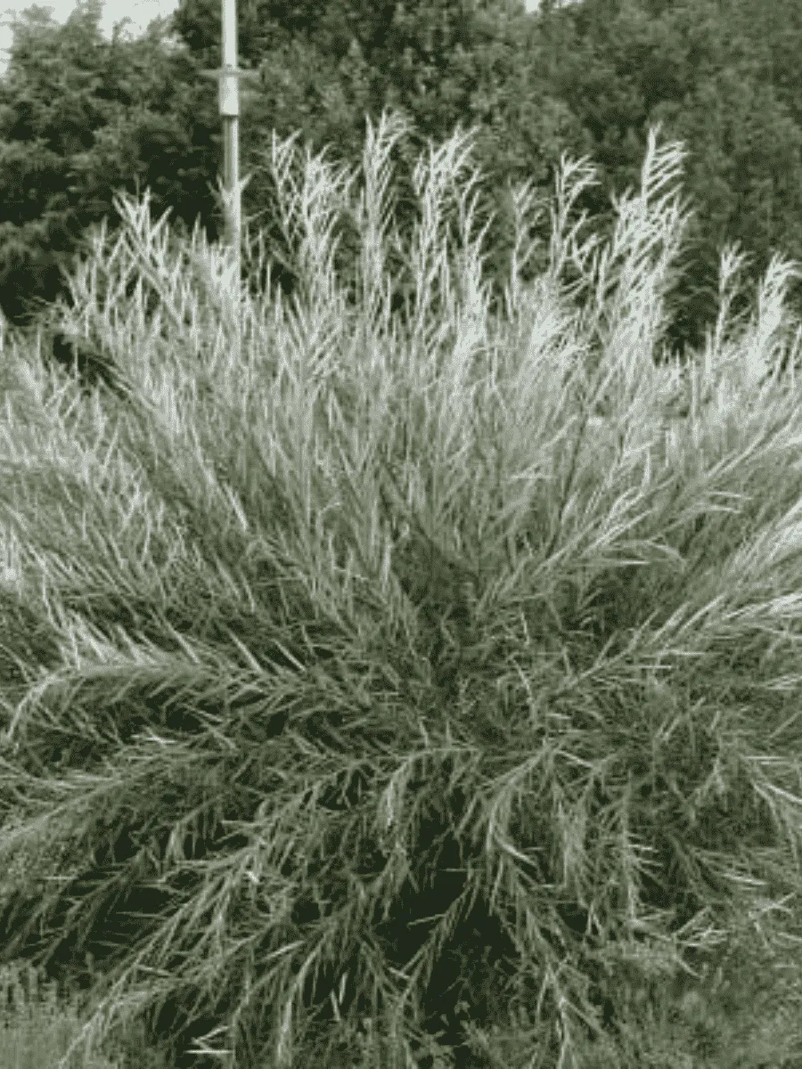 Ива розмаринолистная