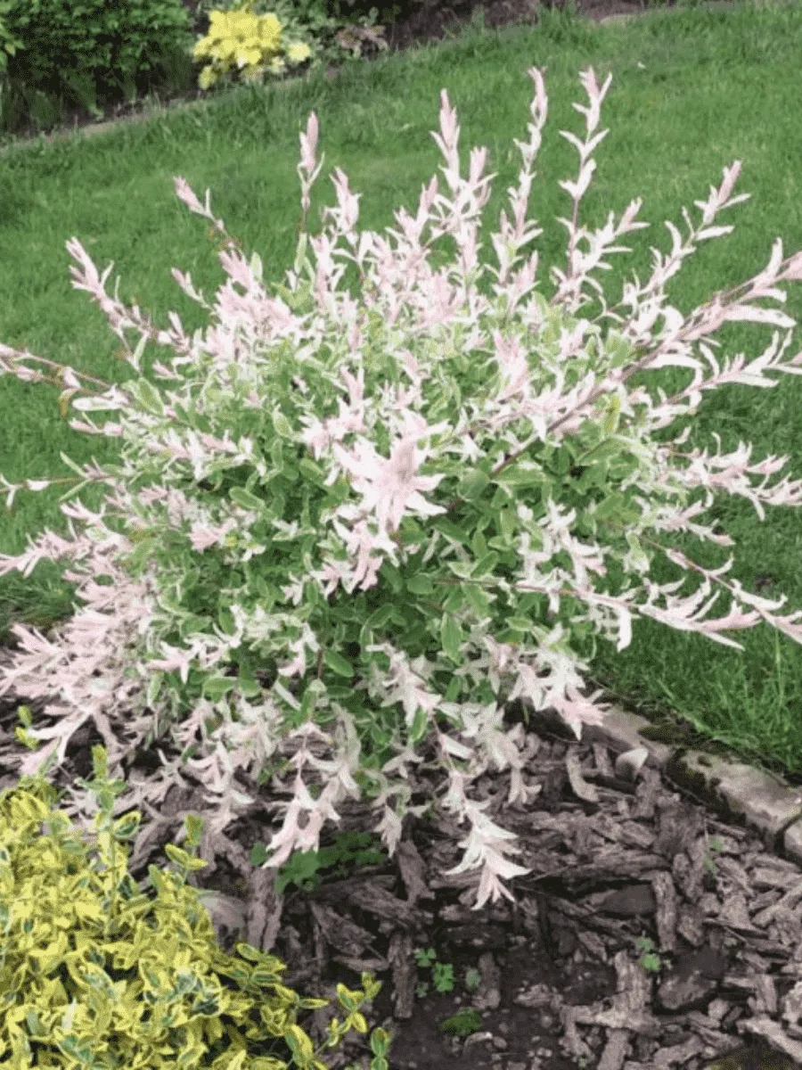 Ива цельнолистная Hakuro Nishiki