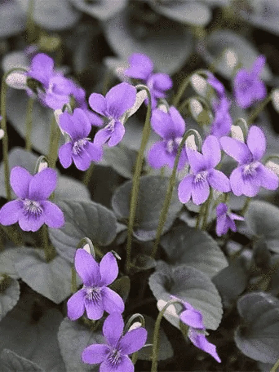 Виола лабрадорская